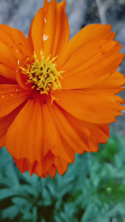 Vibrant orange flower #vibrantcolors #plantita #shorts