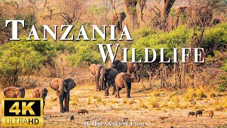 4K Relaxation Film : "Safari Serenity: Exploring Tanzania's Wild Wonders"