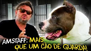 AMERICAN STAFFORDSHIRE TERRIER: MAIS QUE UM PITBULL!