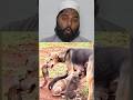 The Dog Was Bitten By A Snake 