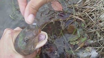 Soft shell turtle Penfishingrods.com (How to remove Hook)