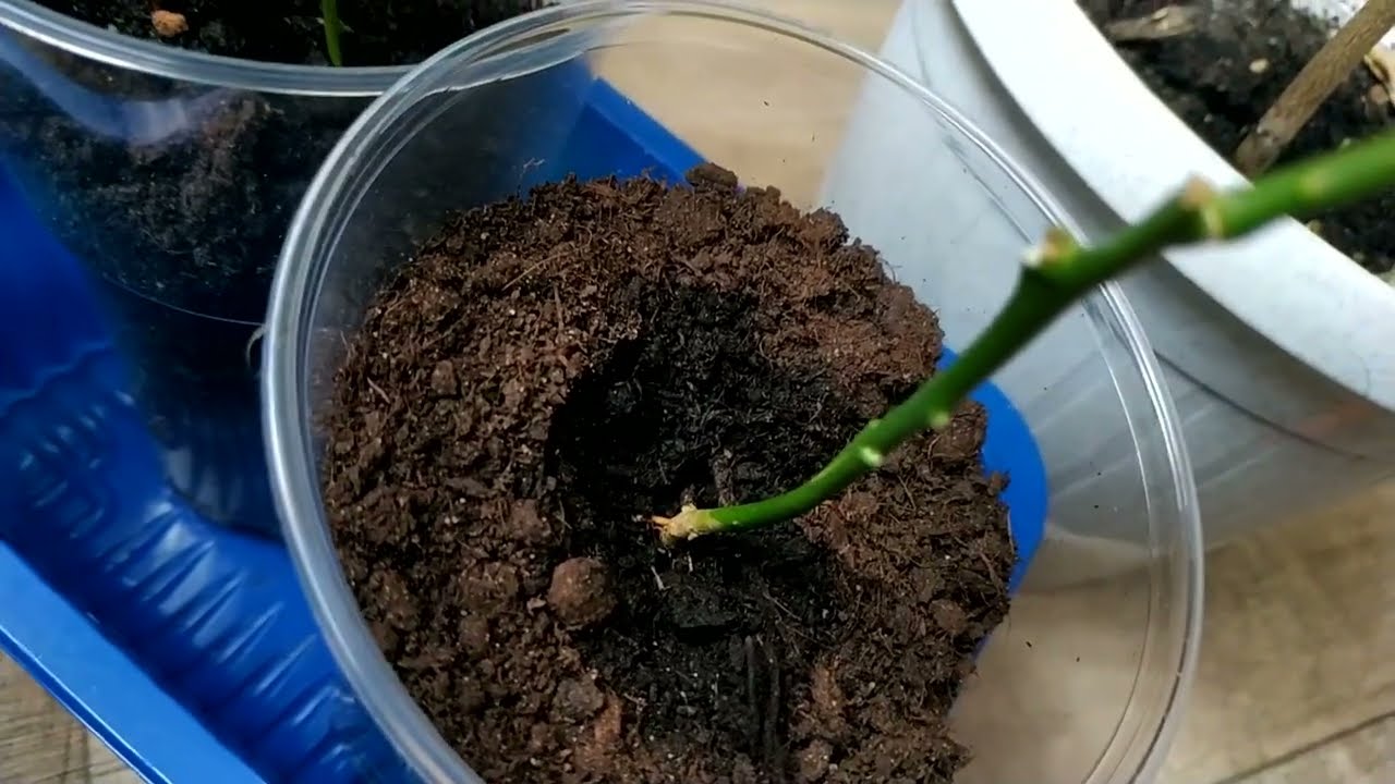 Прививка лимона в расщеп