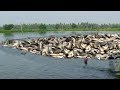 LOT OF CATLA/ROHU FISH CATCHING AT POND