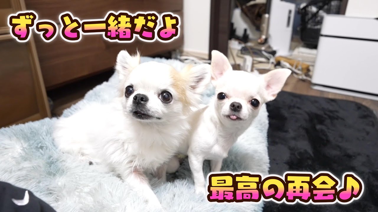 予想外！抜糸を終えた子犬を姉チワワが優しく包んだ幸せな様子がこちら