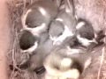 Birdcam_2010-05-13_11-34-38.wmv
