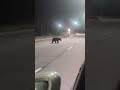 Crossing Abasan Hill around midnight with pure main character energy 🐻 Subscribe!