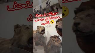 حيوانات مُحنطة مدهشة في متحف الصيد The Hunting Museum's taxidermy#viral #history #اكسبلور #مصر #art