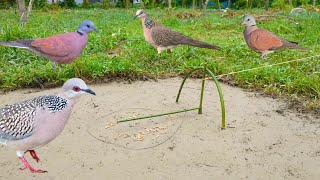 How to catch dove in natural environment