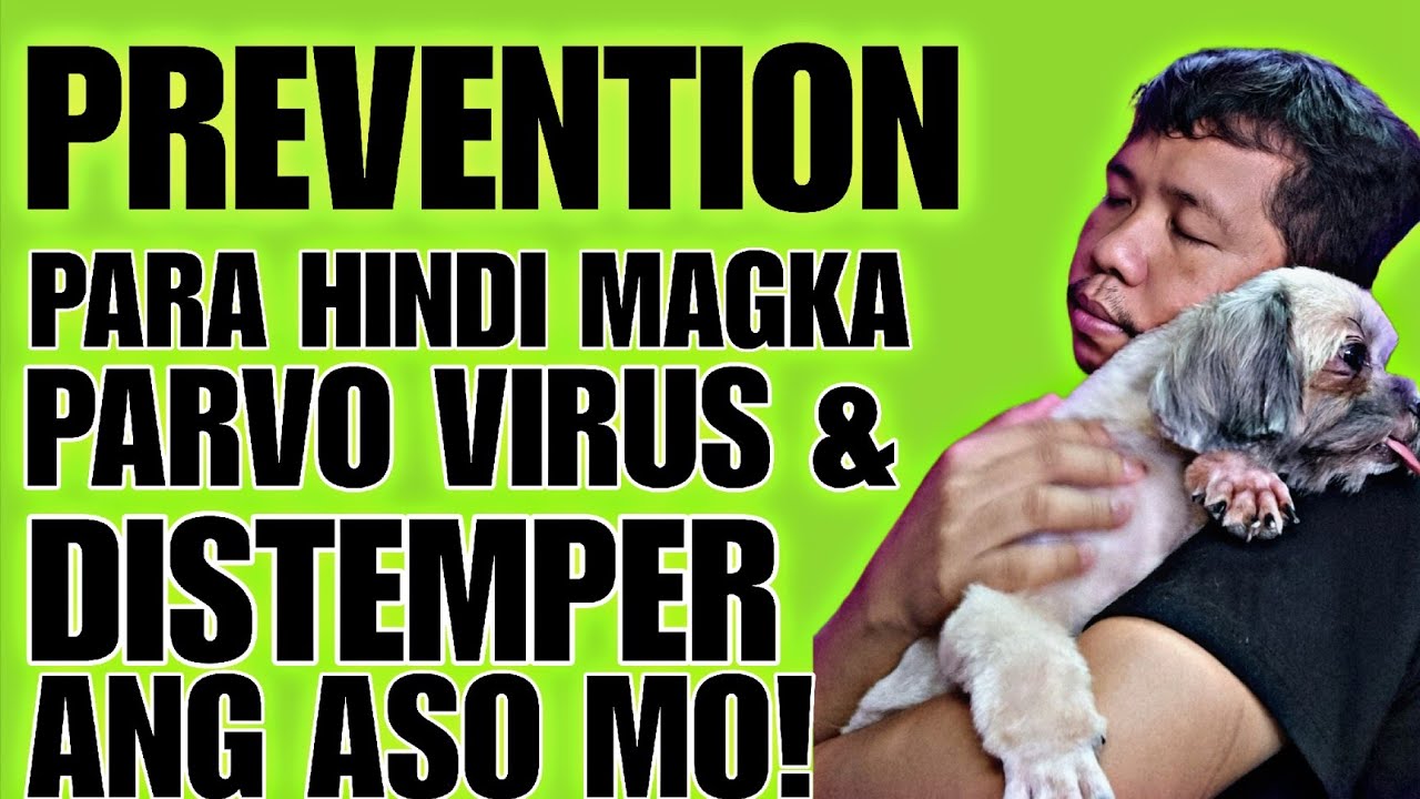 HOW TO PREVENT PARVO VIRUS AND DISTEMPER IN YOUR DOGS