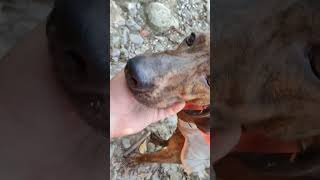 Caccia Al Cinghiale 2022 Con Recupero Segugio Maremmano Uscito Fuori Cacciata Al Mattino