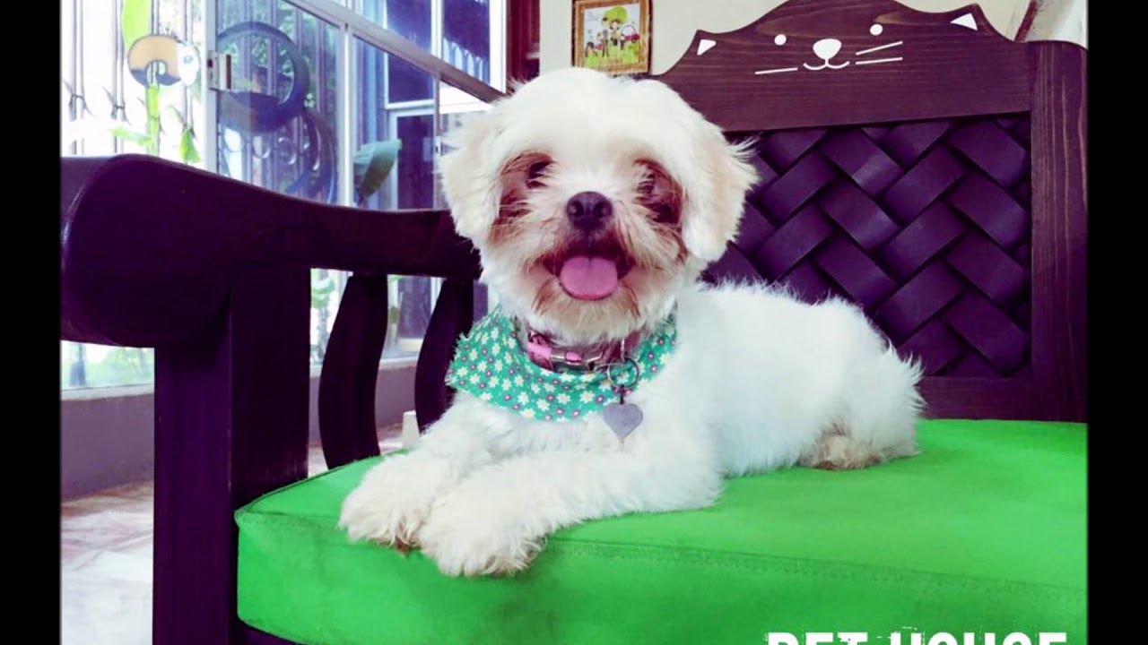 PET HOUSE HOTEL by Mundo PET YouTube