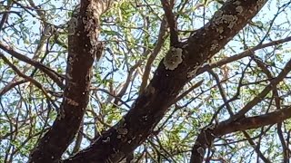 El canto de la Cigarra o Chicharra en Oaxaca México