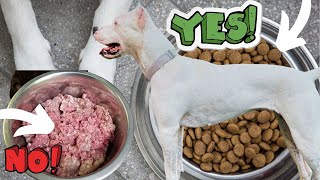 Why I Switched From RAW To KIBBLE And I Don't Regret That || Dogo Argentino