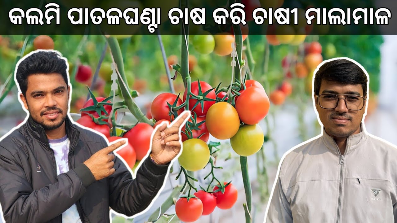 କଲମୀ ପାତଳଘଣ୍ଟା 🍅 ଚାଷ କରି ଚାଷୀ ମାଳା ମାଲ | #biswal_farming 