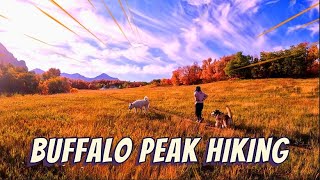 (#진도개와미국산행)Buffalo Peak Hiking with #JINDO(#KoreanDog) &amp; #Malamute