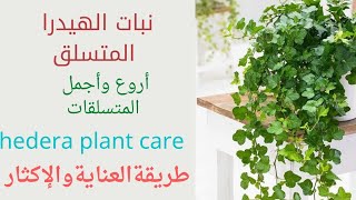 نبات الهيدرا المتسلق/hedera plant /اللبلاب الانجليزي/اللبلاب/طريقة العناية والإكثار