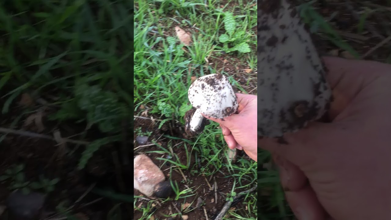 البحث عن الفطر /رحله صباحيه