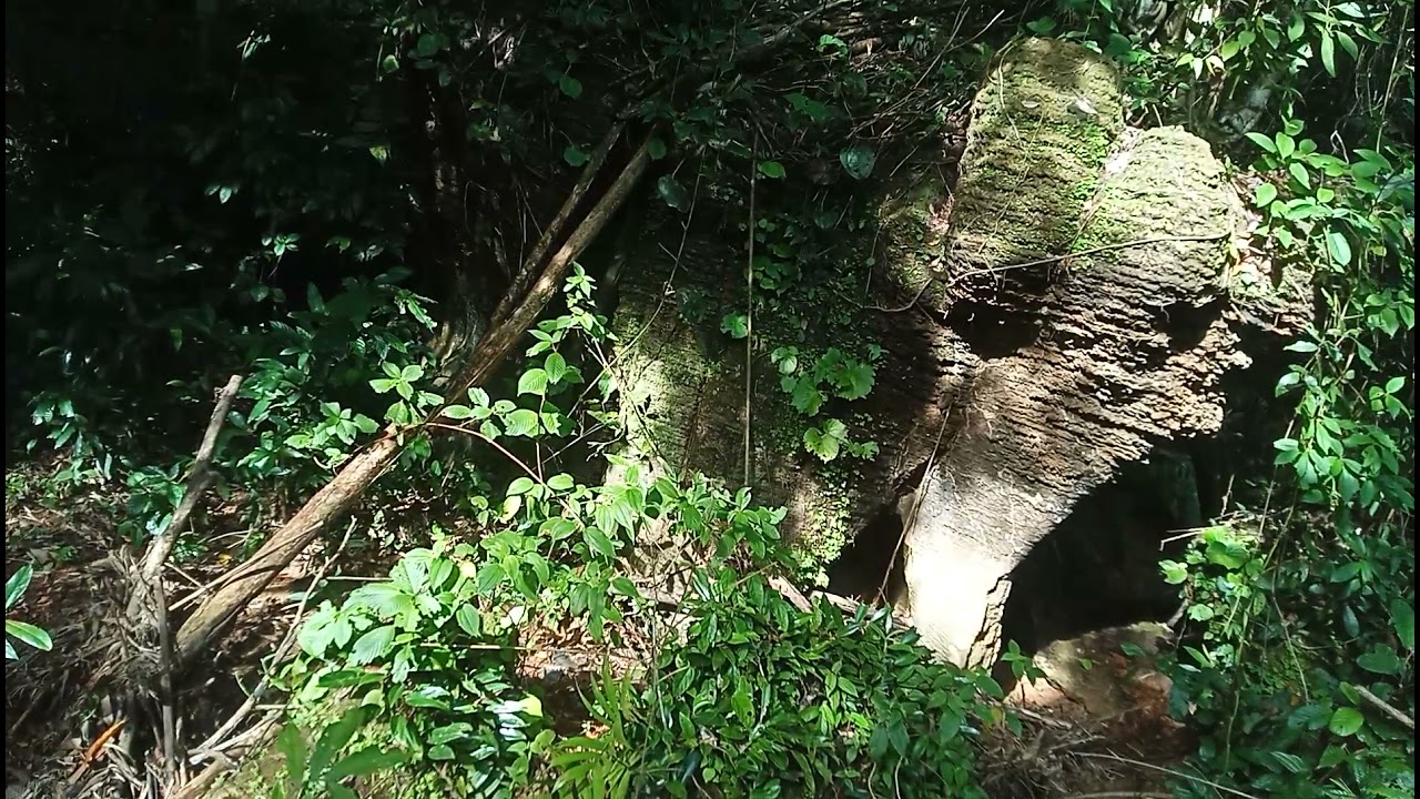 #พาชมEP 1#เฟิร์นกลีบแรดเฟิร์นดึกดำบรรพ์และต้นไม้ริมลำธารบ้านฉัน