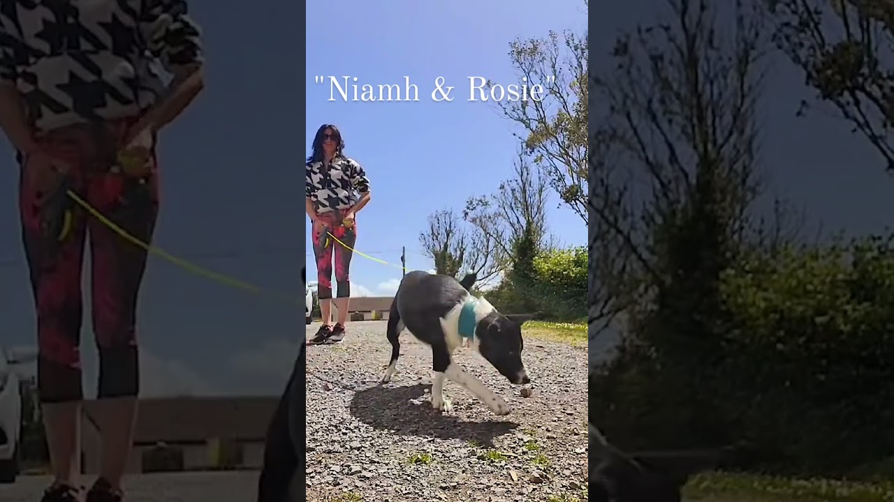 "Dramatic Turnaround: Niamh from Galway and Her Reactive Dog Rosie!"