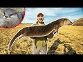 I TRAPPED a GIANT OTTER at My FARM!!! (Rare Catch)