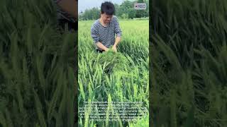 The ultimate weed removal technique for rice fields. #viral #machine #technology