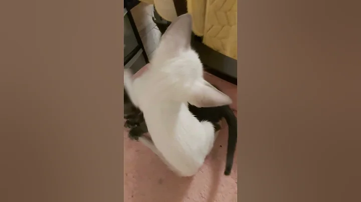 Watch the video about #scarlettdepp #orientalkittens #josie #galina #emerald #dior #leonardo ORIENTAL KITTENS PLAYING