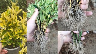Cutting euonymus in the sand / Easily propagate euonymus varieties at home