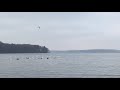 Out on Lake Mendota today: trumpeter swans.