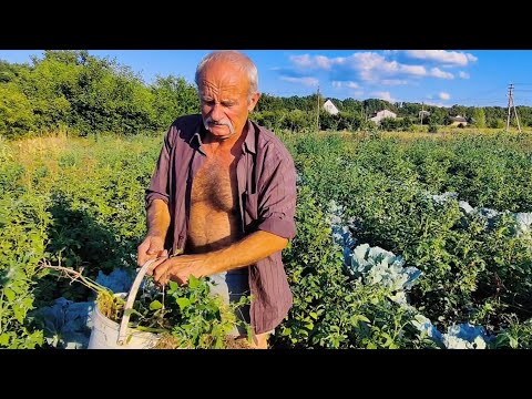 Засуха,какой урожай у Васи в огороде.Галя красуня!