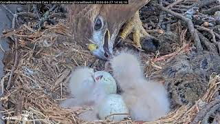 Cornell Redtailed Hawks 27.04.2024 14:39