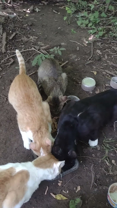 PROTECTIVE OF MY CATS.  #catland #feralcats #cats