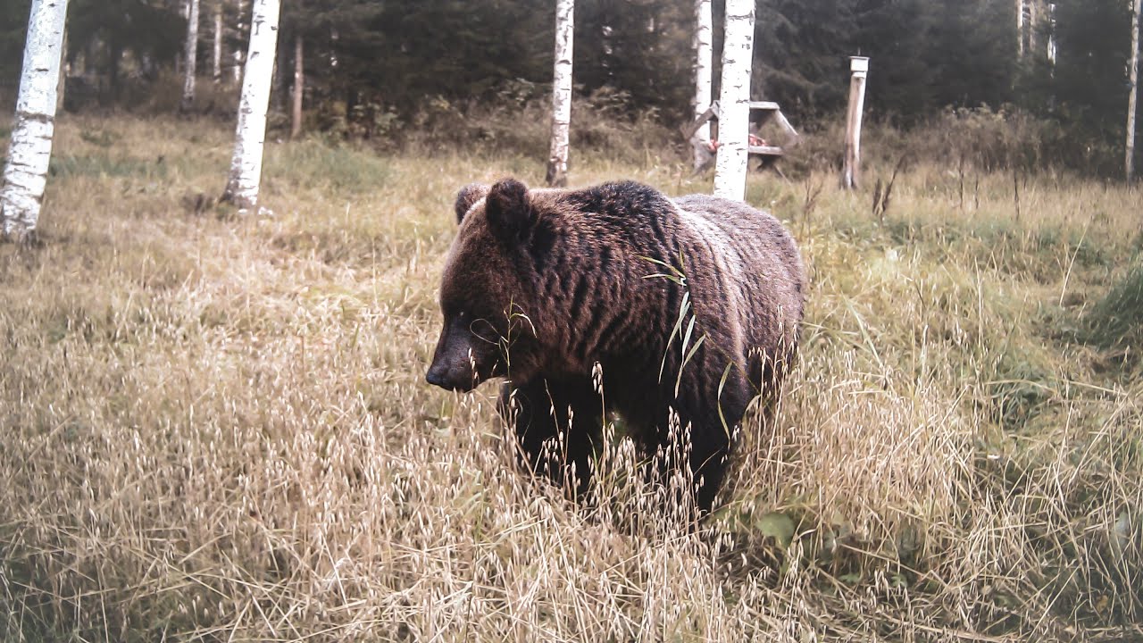 NALLEMETSÄ 2024 // BEAR FOREST 2024