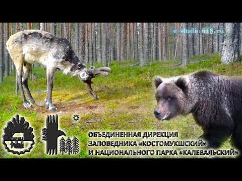 Сокровенная Фенноскандия. Рассказ о Карелии. Зеленый пояс Фенноскандии. Особо охраняемые территории.