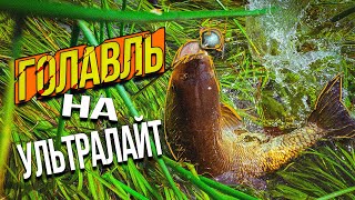 видео: ЛОВЛЯ ГОЛАВЛЯ НА УЛЬТРАЛАЙТ! НЕ ОЖИДАЛ ОТ ЭТОЙ РЕКИ ТАКОГО РЕЗУЛЬТАТА! РЫБА любит МЕЛКОВОДЬЕ! картинка: ЛОВЛЯ ГОЛАВЛЯ НА УЛЬТРАЛАЙТ! НЕ ОЖИДАЛ ОТ ЭТОЙ РЕКИ ТАКОГО РЕЗУЛЬТАТА! РЫБА любит МЕЛКОВОДЬЕ!