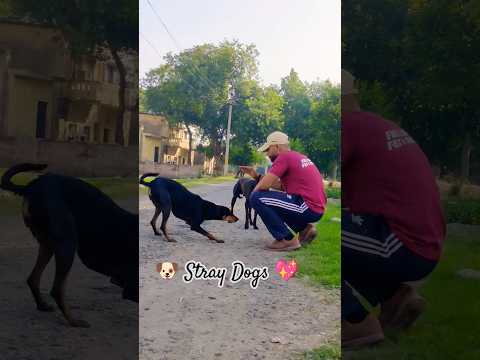Human's 1st companion was dog #doglove #petlover #kindness #humanity #animals #bestpuppy #happypaws