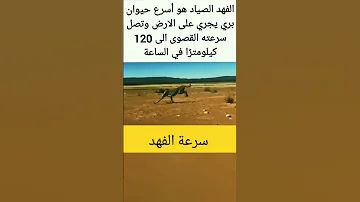 سرعة الفهد 