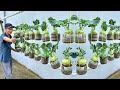 Dream Hanging Garden At Home, Convenient And Economical For People Without A Garden