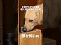 お水がなかった事を根に持ちながら飲む犬★#shorts #labradorretriever #ラブラドールレトリバー #可愛い #癒し #おもしろ #大型犬 #ぼんちゃん