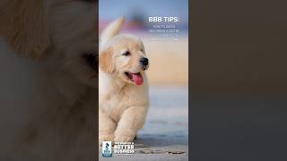 BBB TIPS: BUYING A PET ONLINE