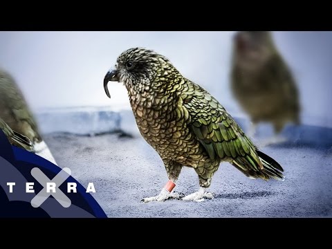 Video: Welcher ist der klügste Vogel?