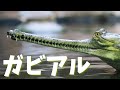 【ガビアル】~なんかこのワニ、顎細くね？~