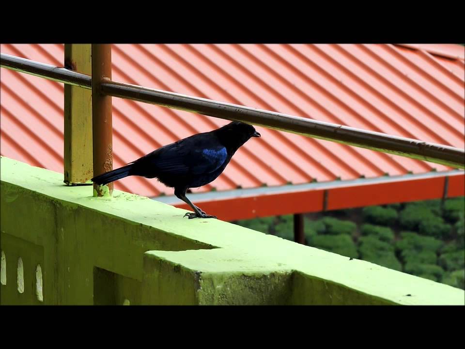 Malabar Whistling Thrush 