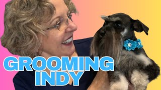 Indy the Schnauzer Gets Groomed