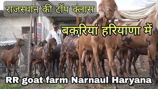 बकरी में दिख रहा है बिजनेस का भविष्य | rr goat farm narnaul haryana | sirohi goat farming