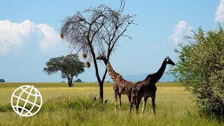 Tarangire National Park, Tanzania [Amazing Places 4K]