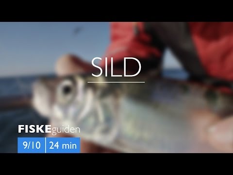 Video: Hvordan Man Vælger Lækker Sild