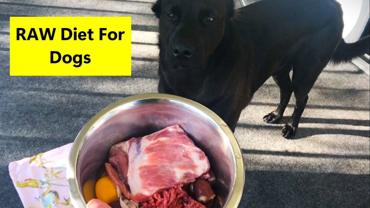 🐶 What I Feed My Dog For Breakfast [ASMR] Mukbang RAW Diet For Dogs