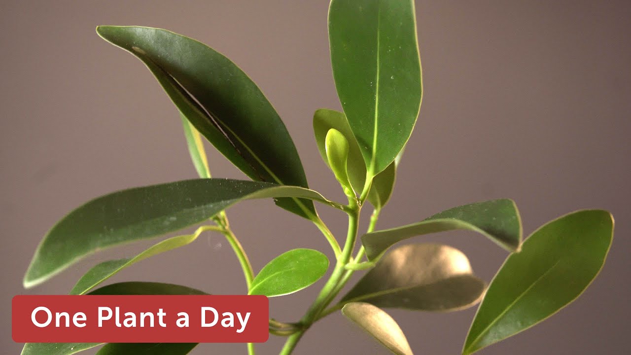 Clusia lanceolata Houseplant Care — 286 of 365 YouTube