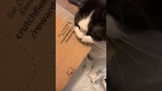 cat bites holes in cardboard