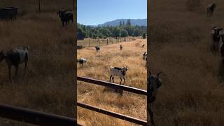 Putting The Whole Herd Together At Last  goatfarm goats fyp shorts